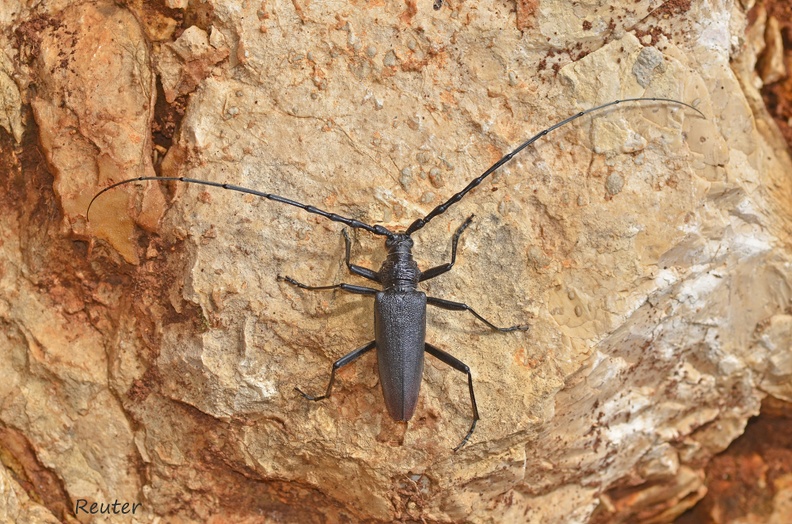 Großer Eichenbock (Cerambyx cerdo)